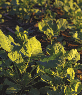 Brassica Carinata, el único cultivo de servicio con renta directa 